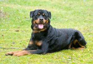 Ayk Rottweiler