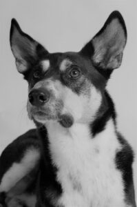 Supermutt