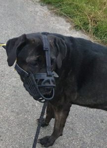 schwarzer Hund mit Maulkorb